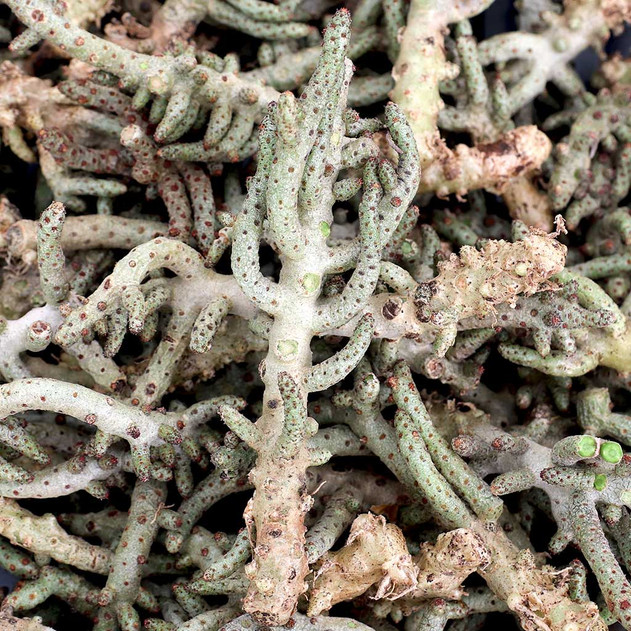 Tylecodon bucholzianus [cutting]