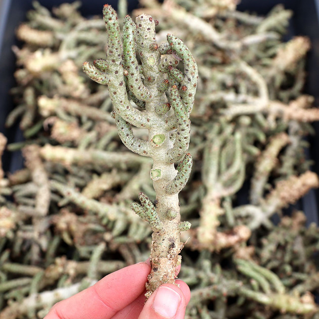 Tylecodon bucholzianus [cutting]