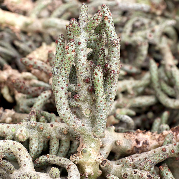 Tylecodon bucholzianus [cutting]