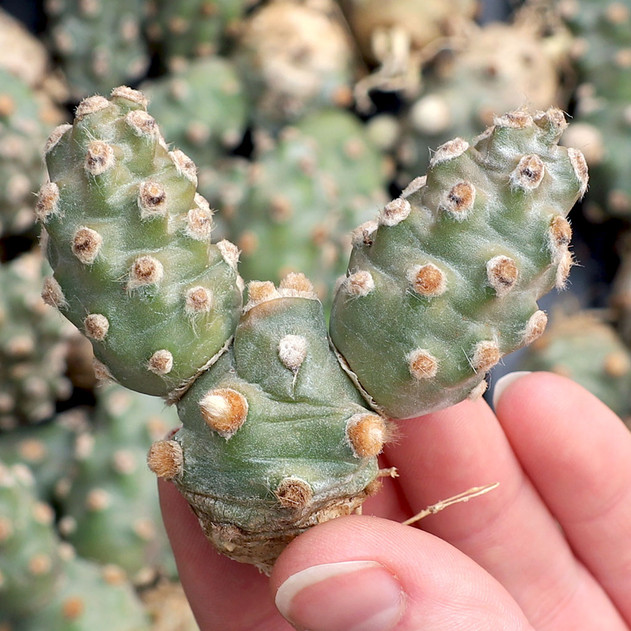 Tephrocactus molinensis [cutting]