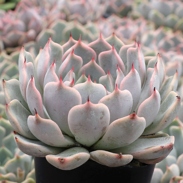 Echeveria 'Zaragoza Pink' - June