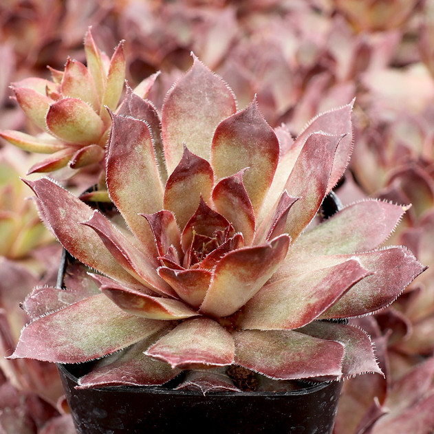 Chick Charms® Choco-Latte™ - June