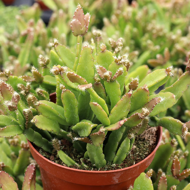 Rhipsalis micrantha f. rauhiorum