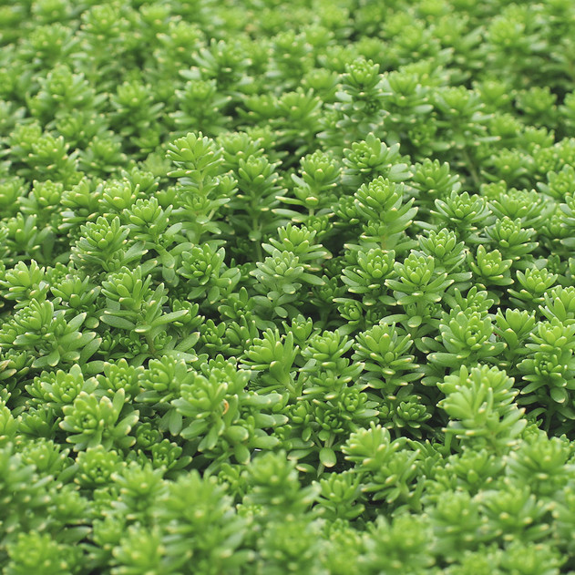 Sedum monregalense