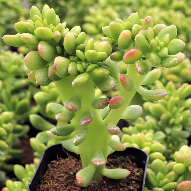Sedum lucidum f. cristata