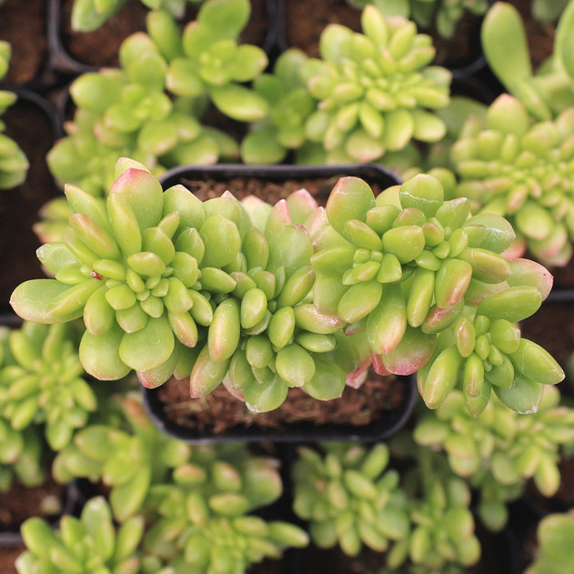 Sedum lucidum f. cristata