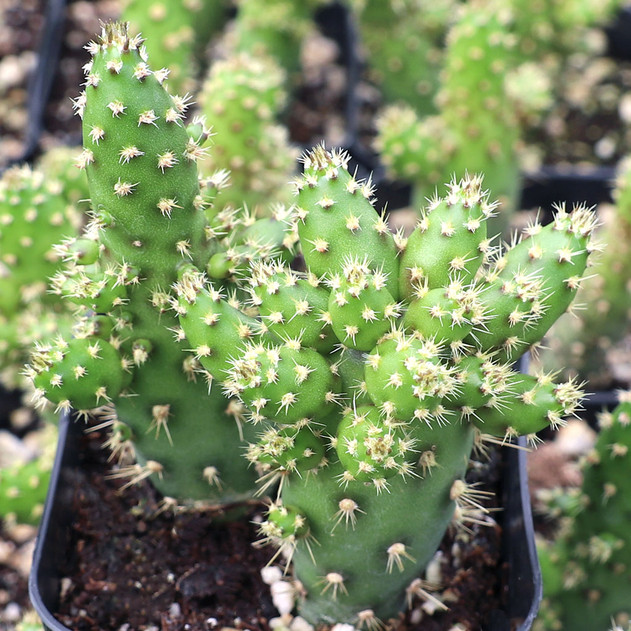 Opuntia salmiana