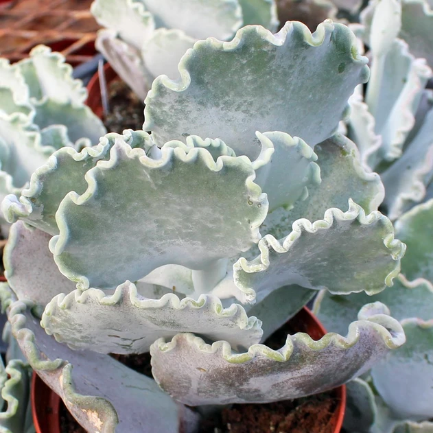 Cotyledon orbiculata 'Undulata' - Silver Ruffles [large]