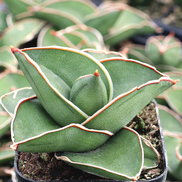 Sansevieria ehrenbergii