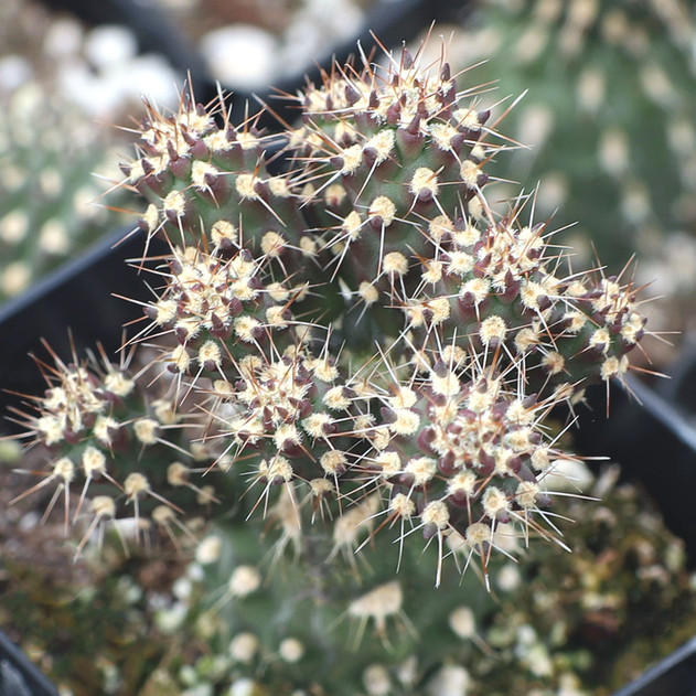 Cylindropuntia viridiflora f. cristata