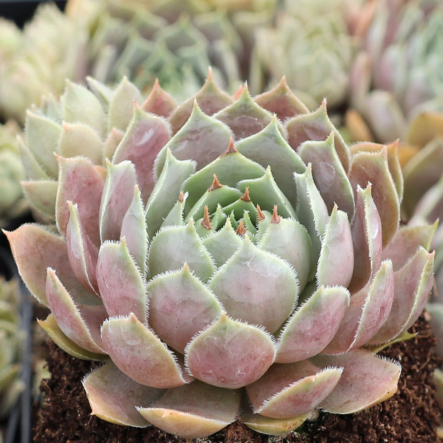 Sempervivum 'Pacific Lassie' - June