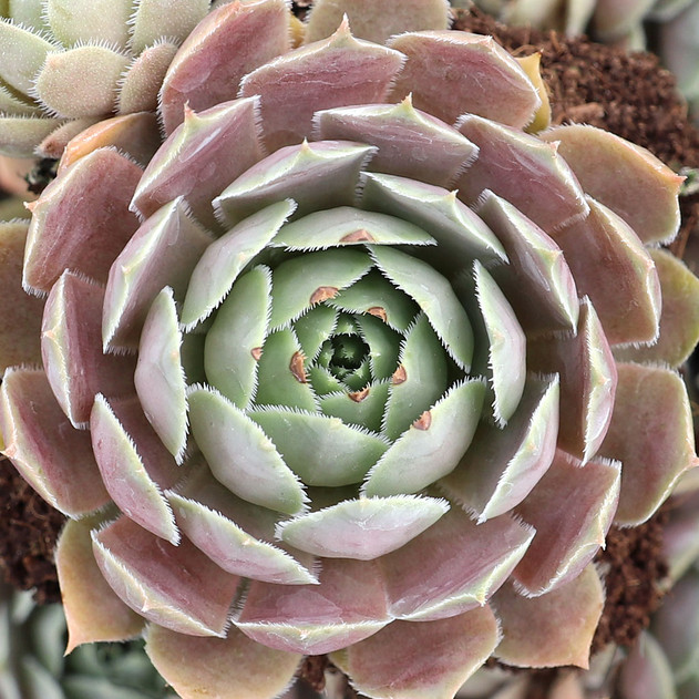 Sempervivum 'Pacific Lassie' - June