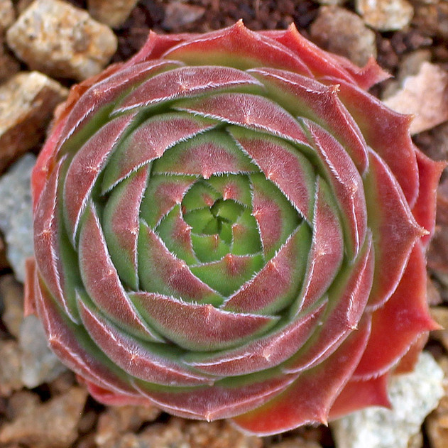 Sempervivum 'Spanish Dancer' (Outdoors) - November