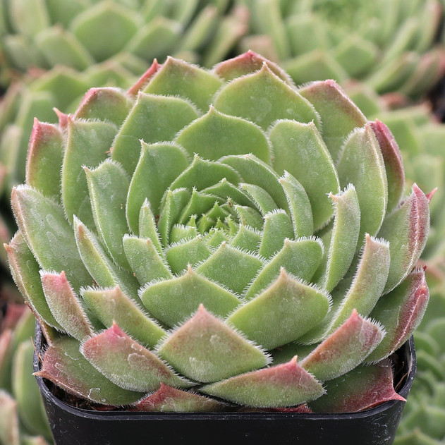 Sempervivum 'Spanish Dancer' - June