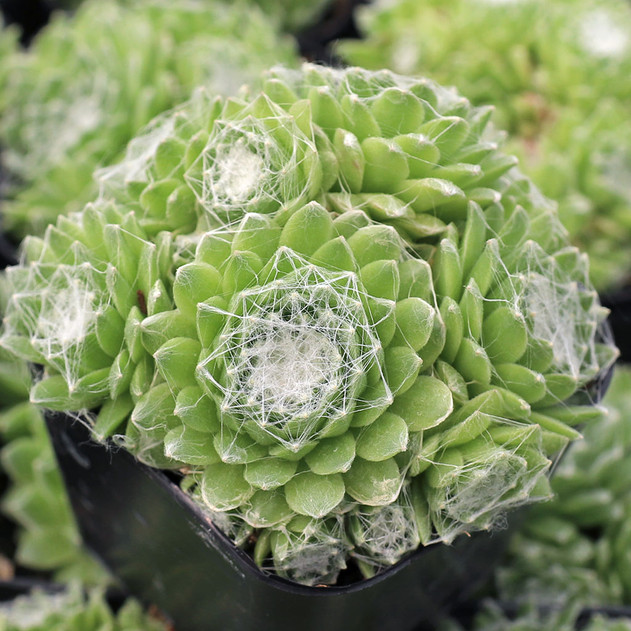 Sempervivum 'Petite Renee' - June