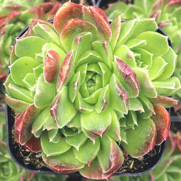 Sempervivum heuffelii 'Orange Tip' - July