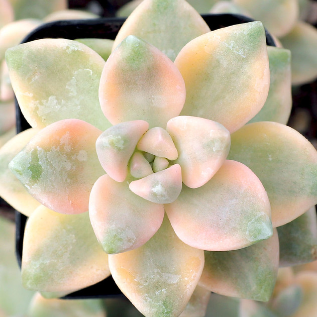 Graptoveria 'Titubans Variegata' - July