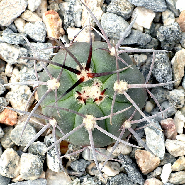 Gymnocalycium spegazzinii [small]