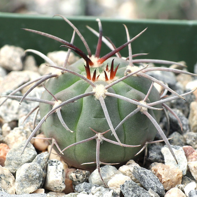 Gymnocalycium spegazzinii [small]