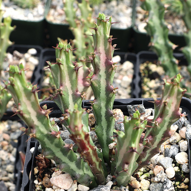 Euphorbia knuthii [large]