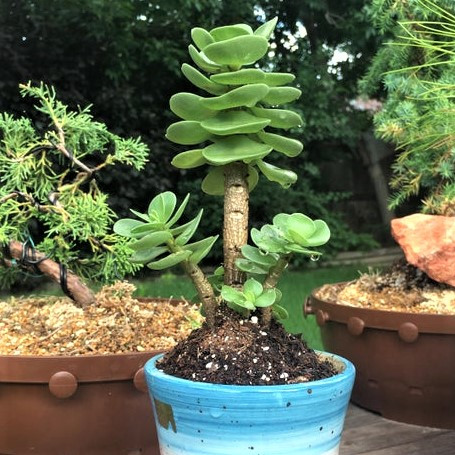 Portulaca molokiniensis (Photo by Reddit user KaelisBonsai)