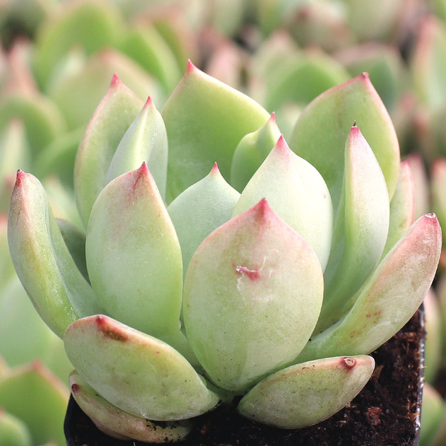 Echeveria 'Salmon' - July