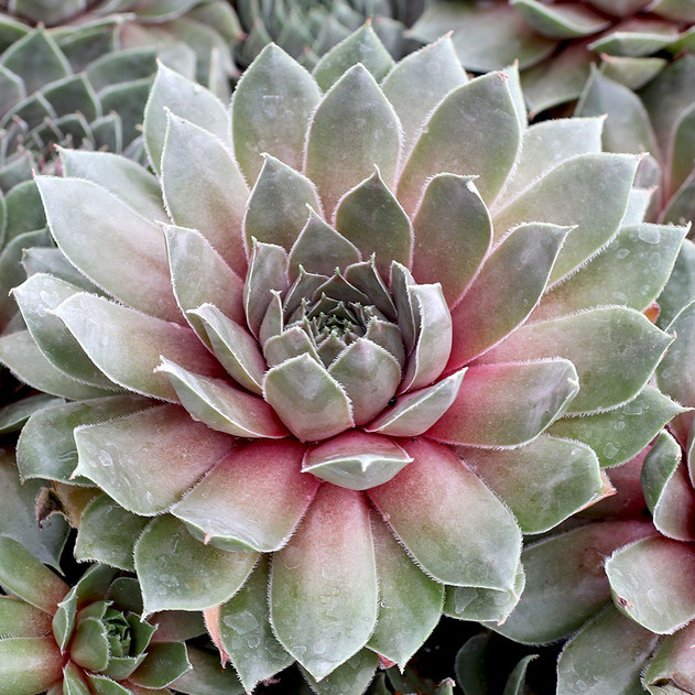 Sempervivum 'Booth's Red' - August