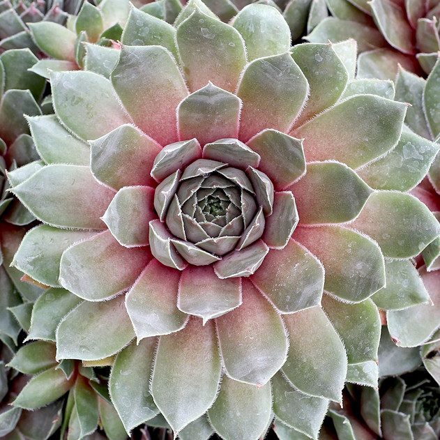 Sempervivum 'Booth's Red' - August