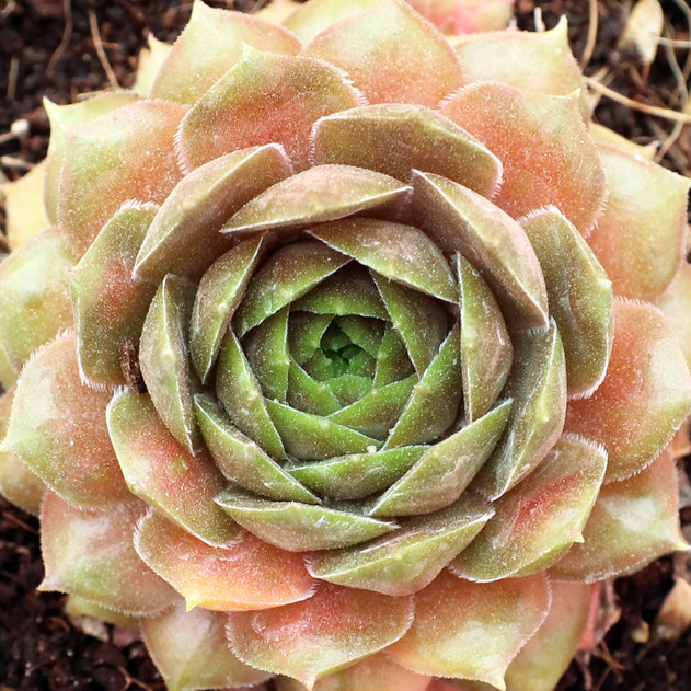 Sempervivum 'Sun Waves' - June