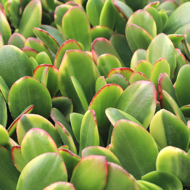 Crassula ovata 'Lemon & Lime'