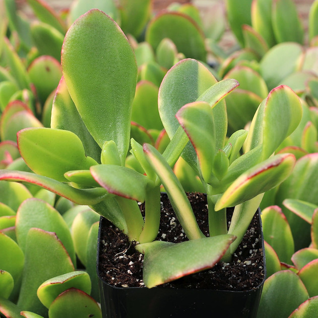 Crassula ovata 'Lemon & Lime'