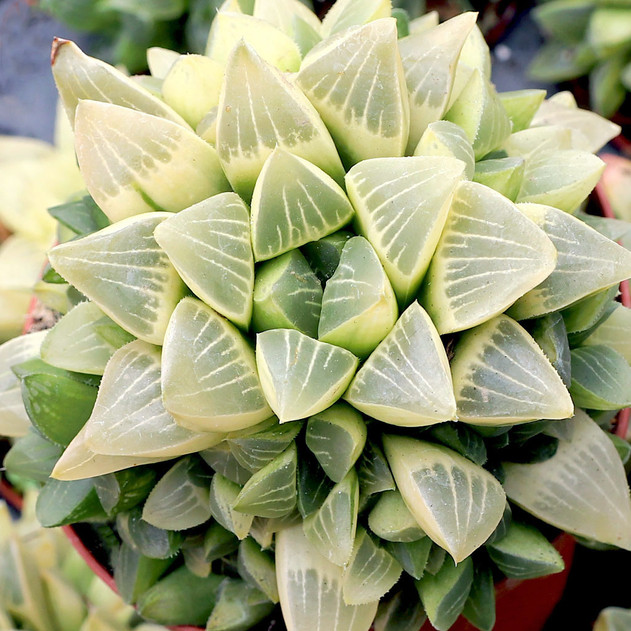 Haworthia mutica f. variegata [large]