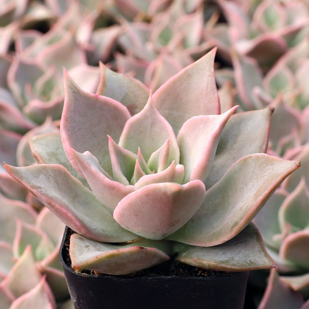 Echeveria 'Madiba' - August