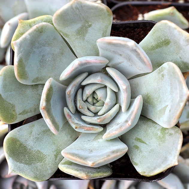 Echeveria 'Clarina' - August