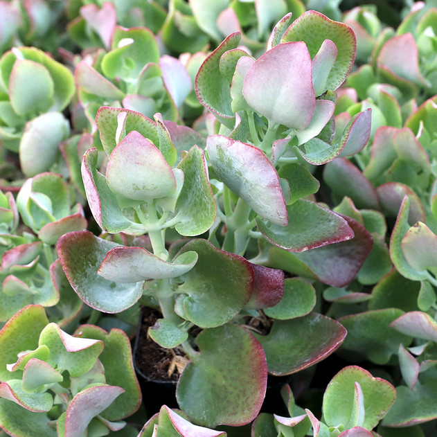 Crassula cordata