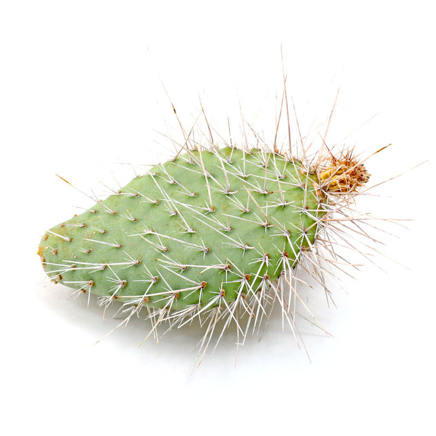 Opuntia polyacantha var. erinacea
