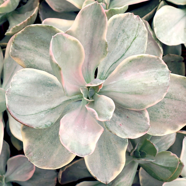 Echeveria 'Decora' [large] - September