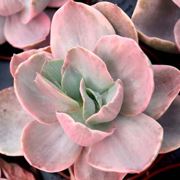 Echeveria 'Decora' [large] - April