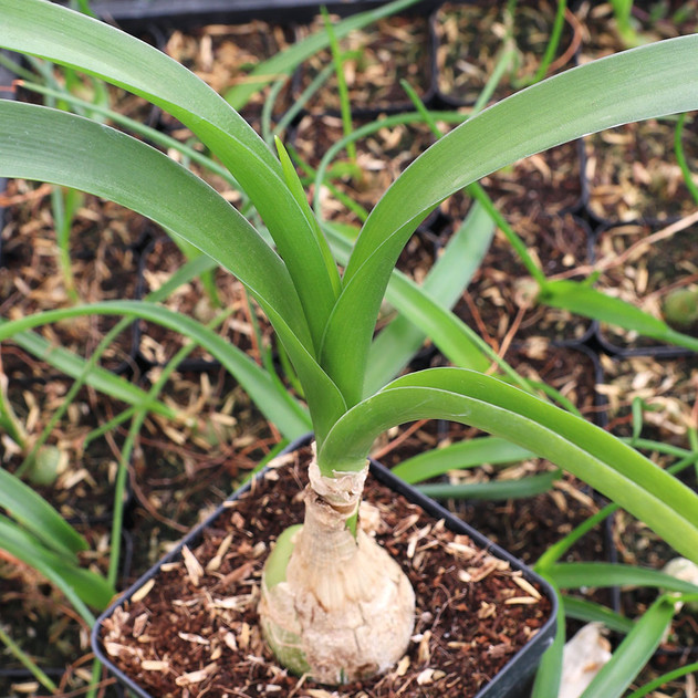 Albuca bracteata - Pregnant Onion [large]