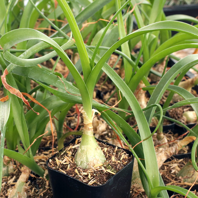 Albuca bracteata - Pregnant Onion