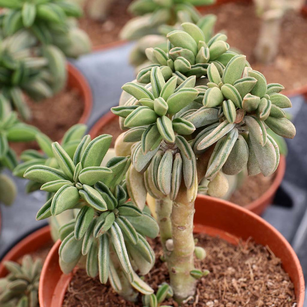 Peperomia asperula [large]