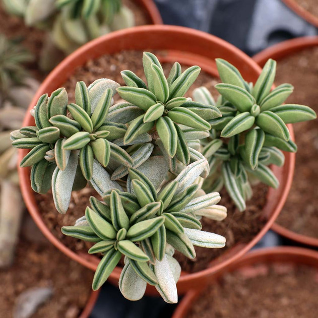 Peperomia asperula [large]