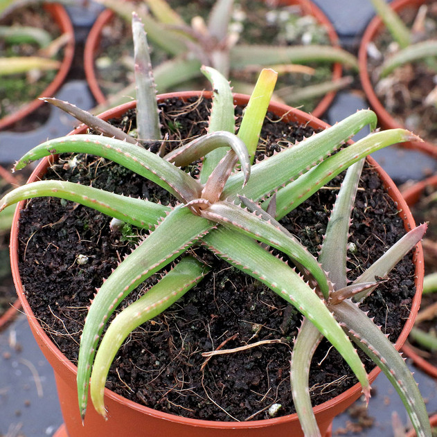 Aloe 'Brass Hat' [large]