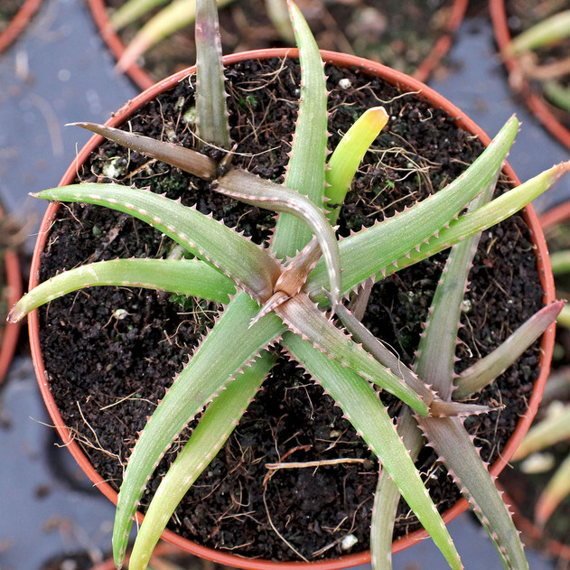 Aloe 'Brass Hat' [large]