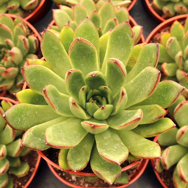 Echeveria 'Cimette' [large] - September