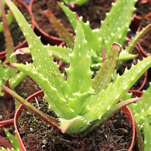 Aloe dorotheae - Sunset Aloe [large]
