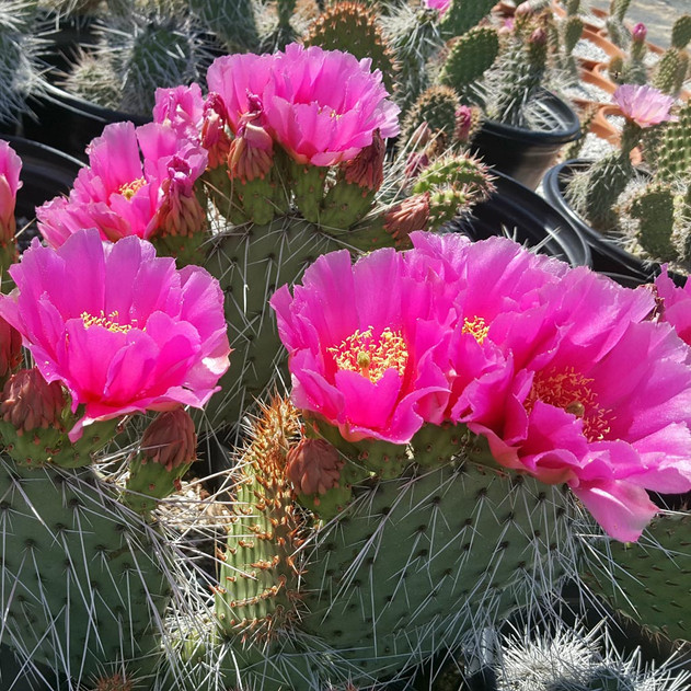 Opuntia 'Fiesta' Prickly Pear (bloom)