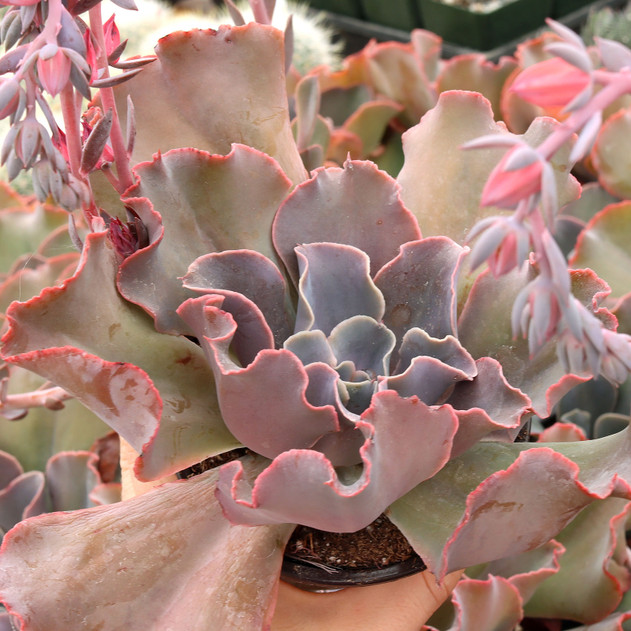 Echeveria 'Violacina' - October