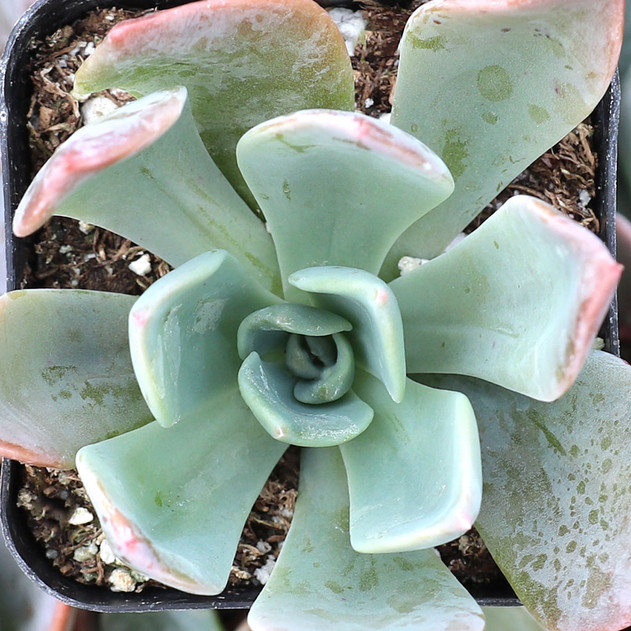 Echeveria 'Candise'