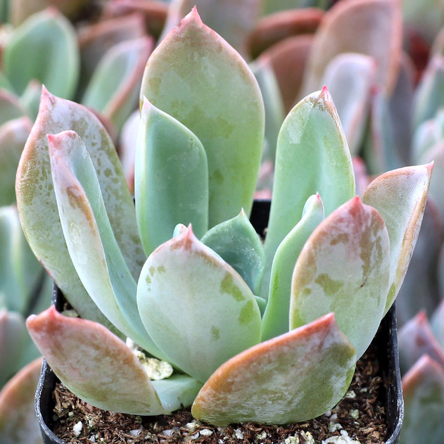 Echeveria 'Candise'